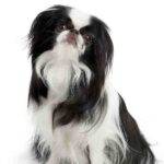 Japanese chin dog photo