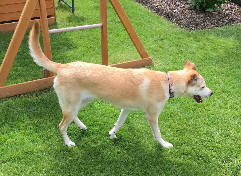 Jasmine - siberian husky yellow labrador retriever mix dog for adoption calgary alberta canada 5