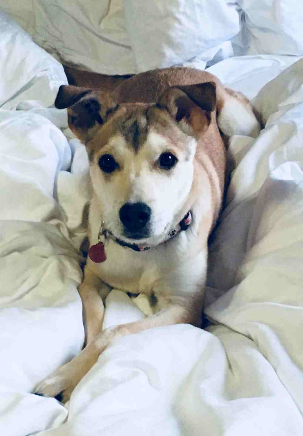 Jasmine - siberian husky yellow labrador retriever mix dog for adoption calgary alberta canada 5