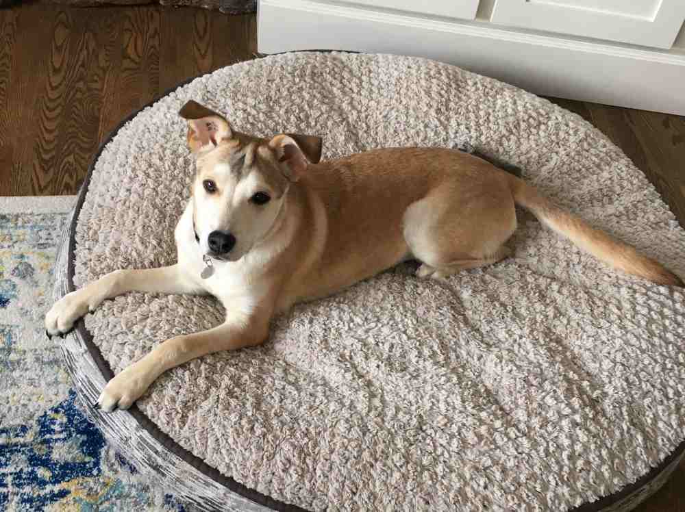 Jasmine - Siberian Husky Yellow Labrador Retriever Mix Dog For Adoption Calgary Alberta Canada 5