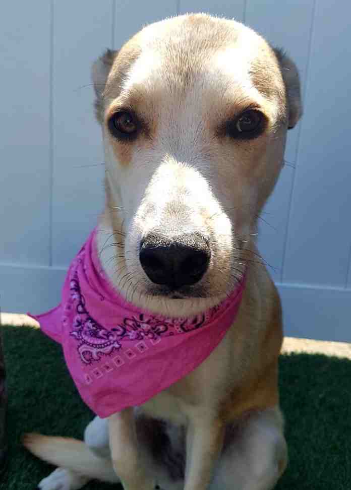Jasmine - siberian husky yellow labrador retriever mix dog for adoption calgary alberta canada 5