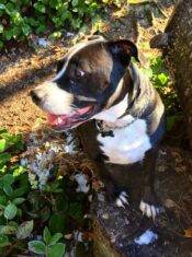 Sweet Jason – Gorgeous Male Boxer / Lab Mix Seeks Very Loving Home Near Mukilteo WA – Supplies Included