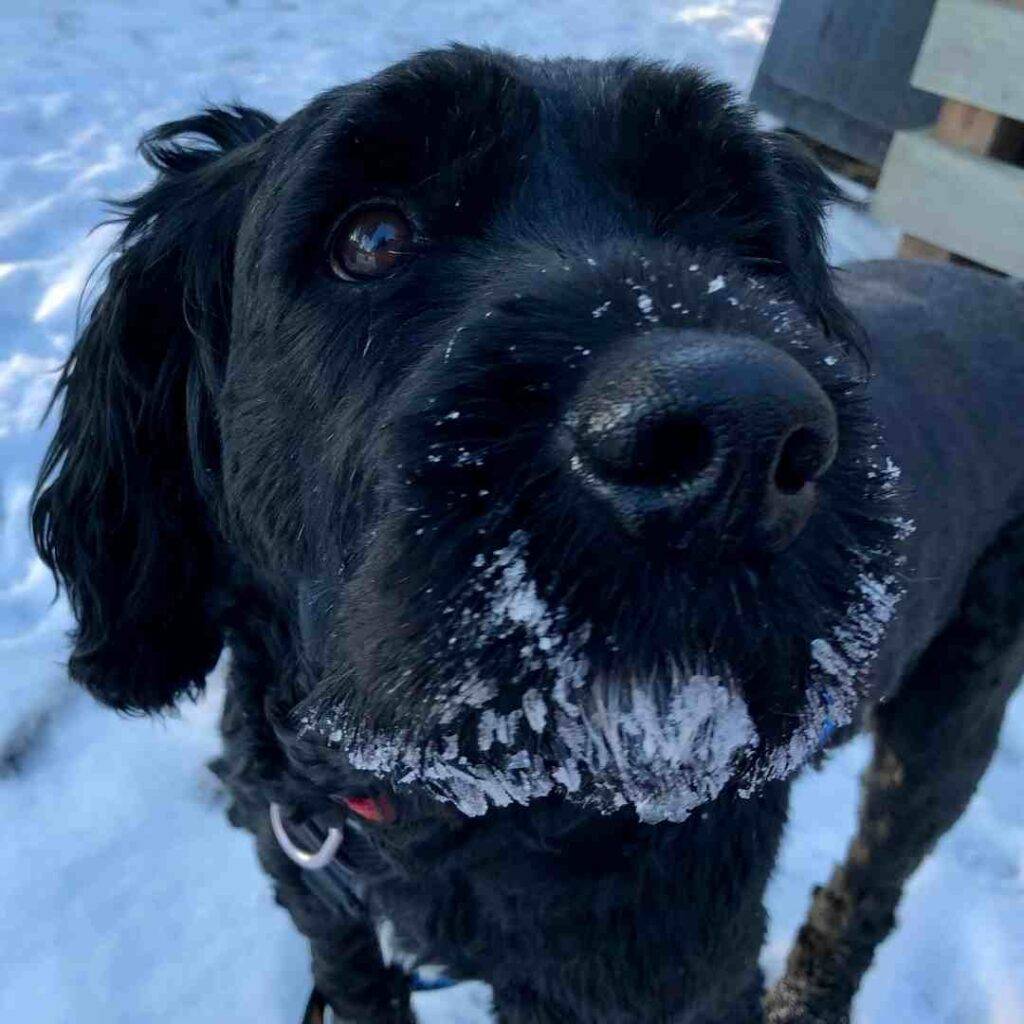 Schnauzer cocker spaniel mix dog for adoption in calgary ab - supplies included - adopt jasper