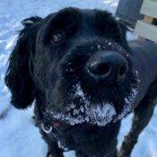 Schnauzer Cocker Spaniel Mix Dog For Adoption In Calgary AB - Supplies Included - Adopt Jasper
