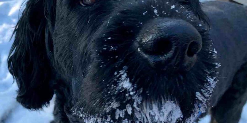 Schnauzer Cocker Spaniel Mix Dog For Adoption In Calgary AB – Supplies Included – Adopt Jasper