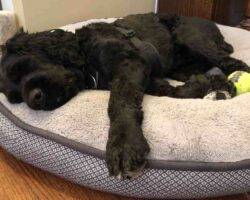 Jasper miniature schnauzer american cocker spaniel mix dog for adoption in calgary ab (7)