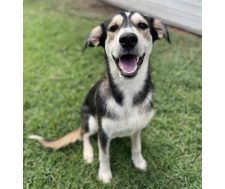 Siberian Husky Mix Puppy For Adoption In Chattanooga TN (Dalton GA) – Meet Jasper