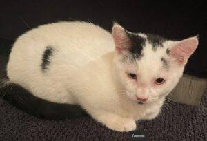 Jasper white black kitten adoption philadelphia 4