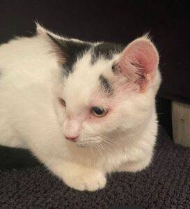Jasper white black kitten adoption philadelphia 1