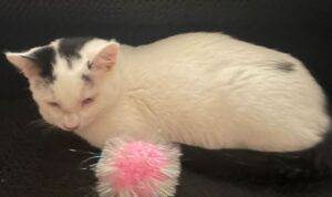Jasper white black kitten adoption philadelphia 1