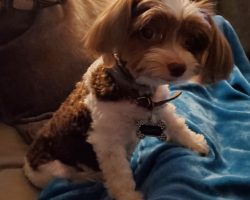 Biewer yorkshire terrier for adoption in houston