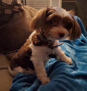biewer yorkshire terrier for adoption in houston