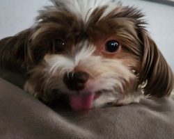 Biewer yorkshire terrier for adoption in houston