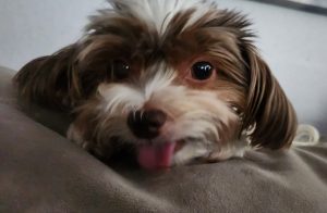 biewer yorkshire terrier for adoption in houston
