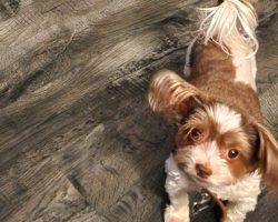 Biewer yorkshire terrier for adoption in houston