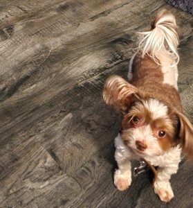 biewer yorkshire terrier for adoption in houston