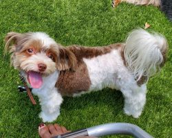 Biewer yorkshire terrier for adoption in houston