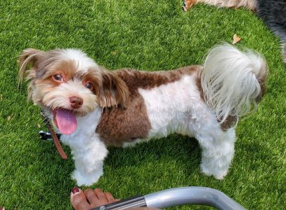 Biewer Terrier For Adoption In Houston – Meet Joyful Jasper