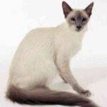 Javanese hypoallergenic cat for adoption