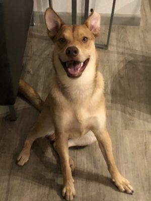 Urgent Foster Home Needed In Scottsdale AZ For Sweet Lab/Husky Mix