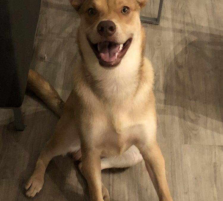 Urgent Foster Home Needed in Scottsdale AZ for Sweet Lab/Husky Mix