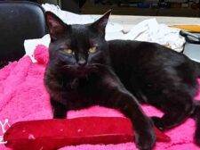 Jax Black Cat Adoption Kansas City MO 1 (2)