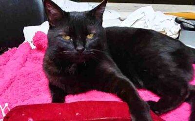 Declawed Black Cat For Adoption in Kansas City Missouri – Supplies Included – Adopt Jax