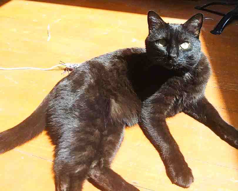Jax black cat adoption kansas city mo 1 (2)