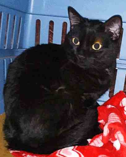 Jax black cat adoption kansas city mo 1 (2)