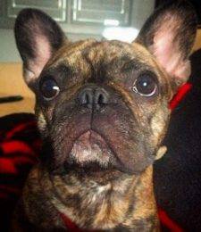 Jax - Brindle French Bulldog For Adoption In Dallas Texas 12