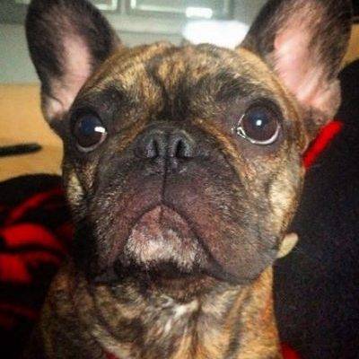 Jax - Brindle French Bulldog For Adoption in Dallas Texas 12