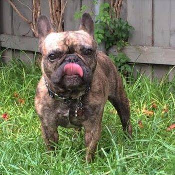 Jax - brindle french bulldog for adoption in dallas texas 12