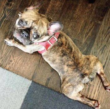 Jax - brindle french bulldog for adoption in dallas texas 12