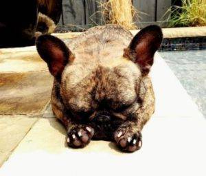 French Bulldogs For Adoption Photo Jax, a frenchie rehomed in dallas texas