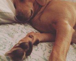 Jax - lab dachshund mix for adoption chandler az