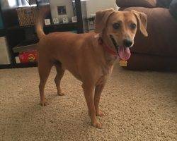 Jax - lab dachshund mix for adoption chandler az