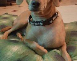 Jax - lab dachshund mix for adoption chandler az