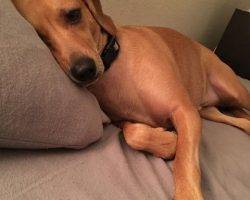 Jax - lab dachshund mix for adoption chandler az
