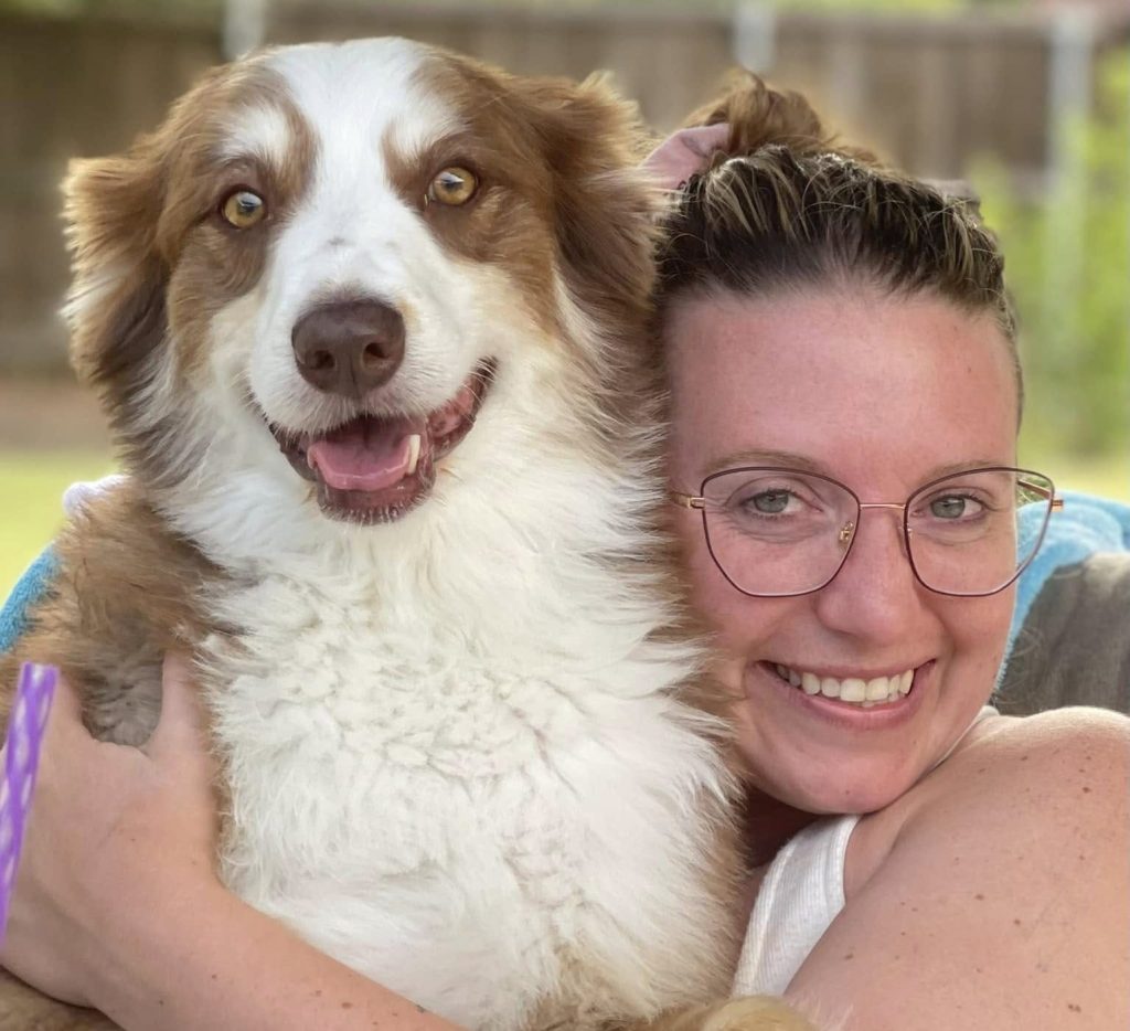 Australian Shepherd Dog For Adoption in Hot Springs AR – Meet Jax