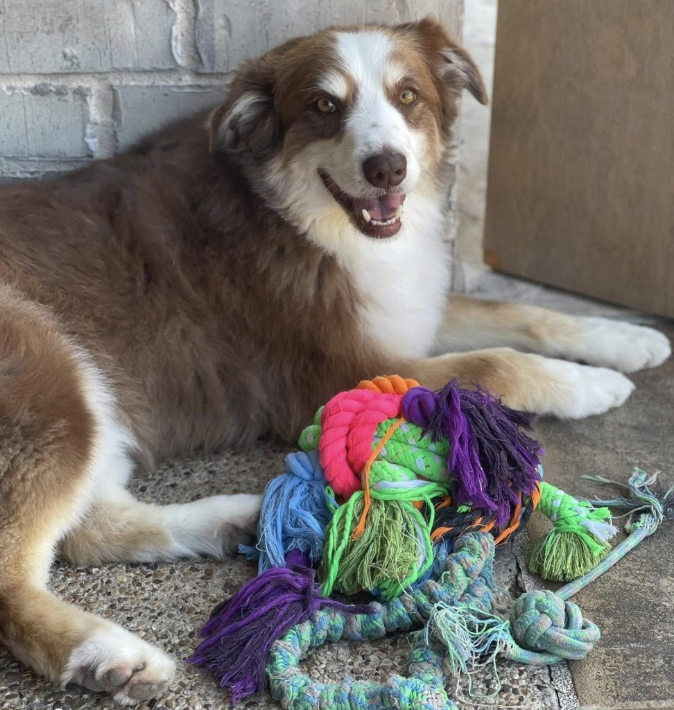 Photo Jax the aussie with his toys