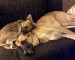 Jazz - german shepherd mix dog adoption davis ca
