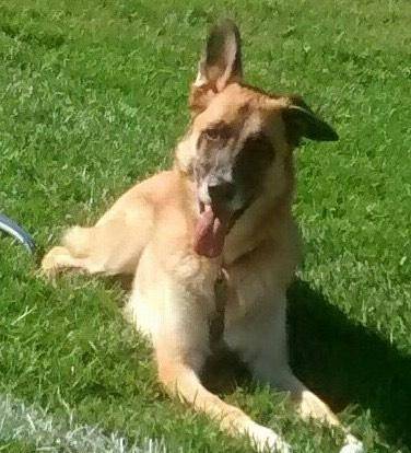 Jazz - german shepherd mix dog adoption davis ca
