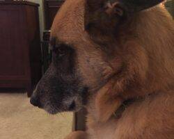 Jazz - german shepherd mix dog adoption davis ca
