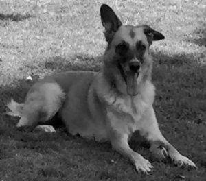 Jazz - german shepherd mix dog adoption davis ca
