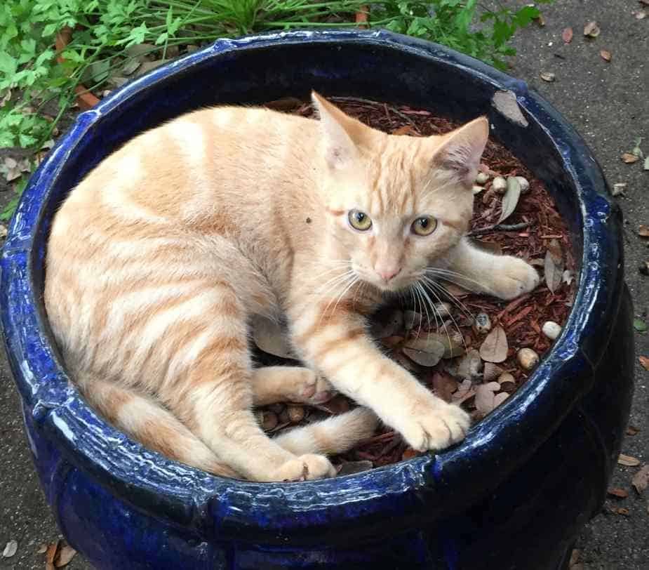 Jazz orange tabby cat adoption garland dallas tx 2