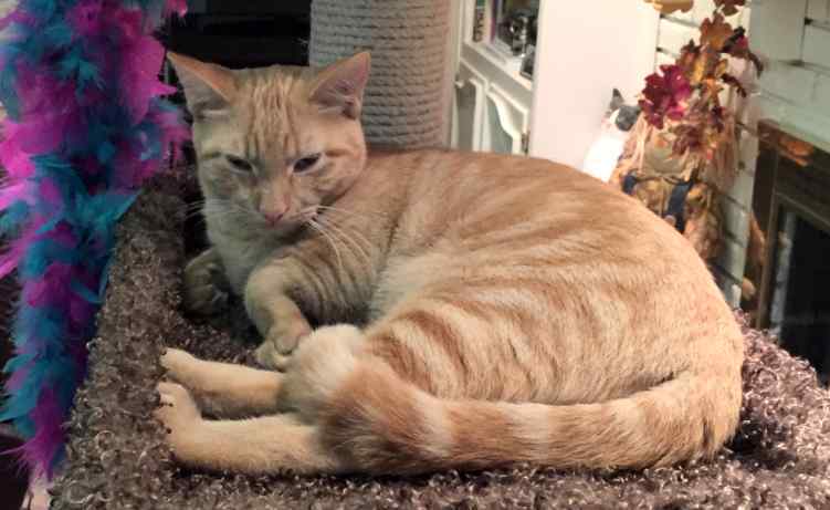 Jazz orange tabby cat adoption garland dallas tx 3