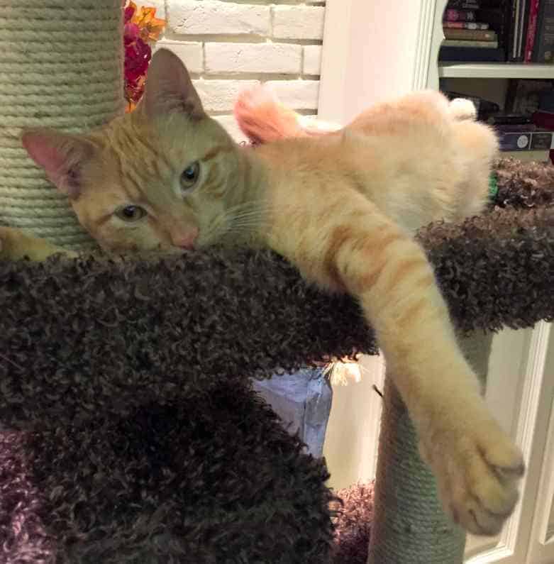 Jazz Orange Tabby Cat Adoption Garland Dallas TX