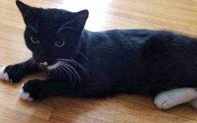 Polydactyl tuxedo kitten for private adoption jacksonville florida – adopt jedi