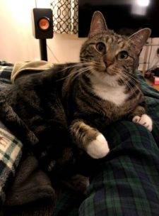 Jerry - Cute Tuxedo Tabby Cat For Adoption In Chicago IL 2