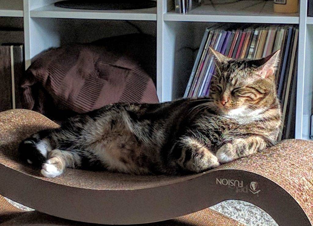 Jerry - Cute Tuxedo Tabby Cat For Adoption in Chicago IL 2